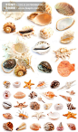 各种海中海螺贝壳高清图片素材