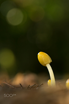 鸡蟹师采集到Mushroom