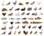48种家禽鱼类与鸟类动物高清图片，素材格式：JPEG，素材关键词：狗,兔子,猫头鹰,马,公鸡,鸭子,母鸡,蜗牛,老鼠,山羊,松鼠,麻雀,鹅,鲫鱼