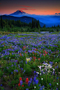 Sunrise, Mt Rainier National Park, Washington