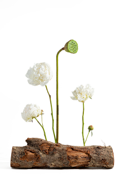 小伊一11采集到植物、水果、石头