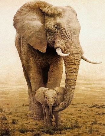 大象小象