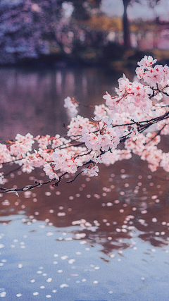 月光的幻想采集到桃花源记 | 芳草鲜美 落英缤纷