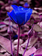 蓝色妖姬，花语：相守是一种承诺。