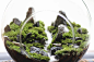 苔藓瓶-自然系列 L-山谷 大号苔藓生态瓶 微景观礼品 绿植DIY-淘宝网