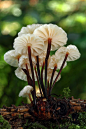 Marasmius Rotula is a common species of Agaric fungus in the family Marasmiaceae. Widespread in the Northern Hemisphere, it is commonly known variously as the Pinwheel Mushroom, the Pinwheel Marasmius, the Little Wheel, the Collared Parachute, or the Hors