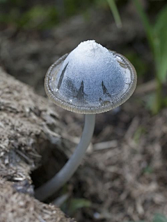 ♥锋雨同露♀采集到彩磨菇