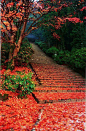 红叶铺满日本穆罗寺的小路，幽静、漂亮。 - 宁馨郁金香采集到幸福，在路...