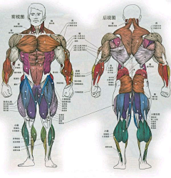 Dawmi9dO采集到人物结构