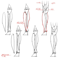 rambor_rambor采集到anatomy