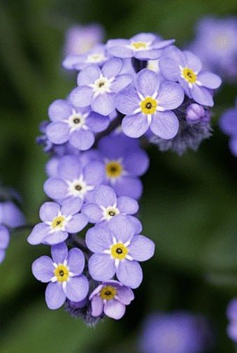 Myosotis silvatica E...