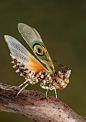 嘚嘚的相册-螳螂怎么就这么美！