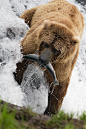 Bear fishing by ~mercorex

