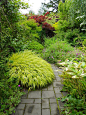 Beautiful Japanese forest grass  [Hakonechloa), great shade plant.