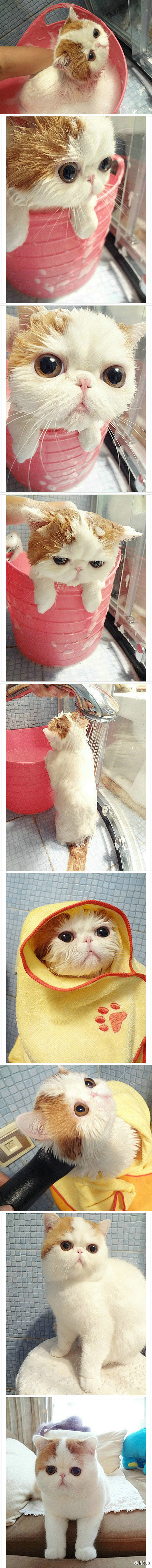 【加菲猫洗澡到吹干全过程】真正的美猫不惧...