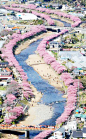 Kawazu Sakura，Japan