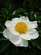 Peony