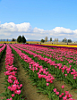 Tulip Town, WA by Gary C. Leong on 500px