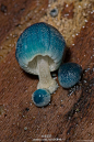 炫蓝蘑菇（Mycena interrupta），俗称“精灵的梧桐”，是蘑菇的一种。颜色鲜丽但是并不发光，未成熟幼苗时期时呈现蓝色，