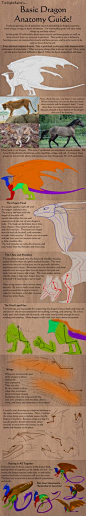 Tutorial - Basic Dragon Anatomy by =TwilightSaint on deviantART