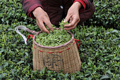 废仔是怎样练成的采集到茶文化