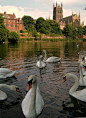 Worcester Cathedral, Swans