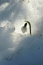 Snowdrop in snow. Lovely! via @The New York Botanical Garden
