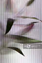 An Easter Lily (Lilium Longiflorum) plant viewed through beveled glass_创意图片