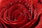 Marcel Lenherr在 500px 上的照片red rose I