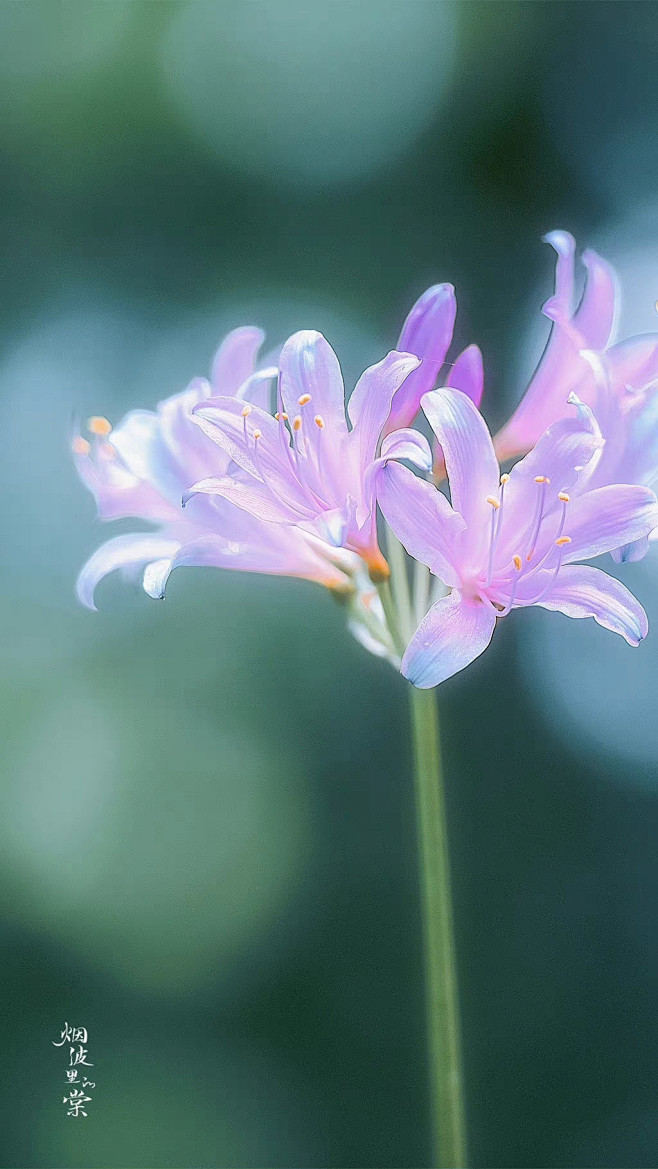 “ 换锦花… ”

丨图：烟波里的棠 摄...