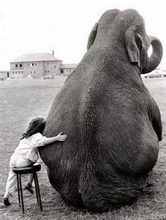 A circus Elephant an...
