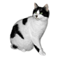 Black and white cat FREE png stock by JaneEden