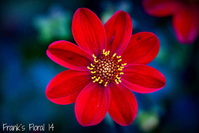 Lady in red... by Fr...