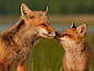 FEBRUARY 14, 2010 Red Foxes, Delaware Photograph by Sean Crane