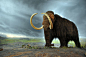 Mammuthus primigenius, better known as the Woolly Mammoth