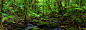 NQ0903949P-Daintree-Rainforest-1.jpg (2267×800)