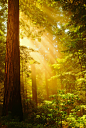 Golden Sunrays, The Redwoods, California
photo via theclockmakers