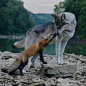 Animal relationships. Wild nature. Compassion. Wolf and fox.
