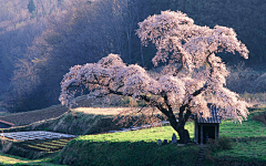 seven采集到梦幻般的原野