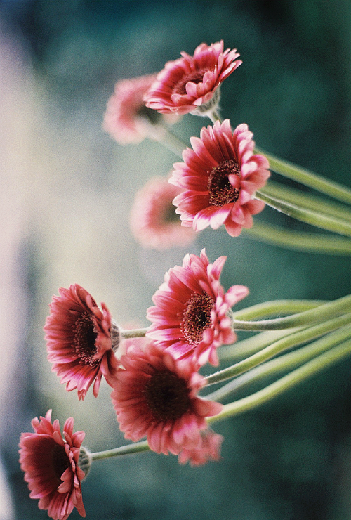 风来听风，雨来赏雨，花落不悲，花开不喜。...