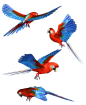 Scarlet Macaw PNG Stock by Roy3D on DeviantArt