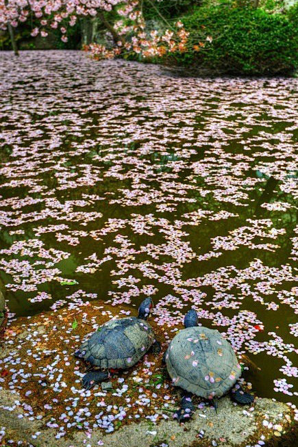  花属樱花 