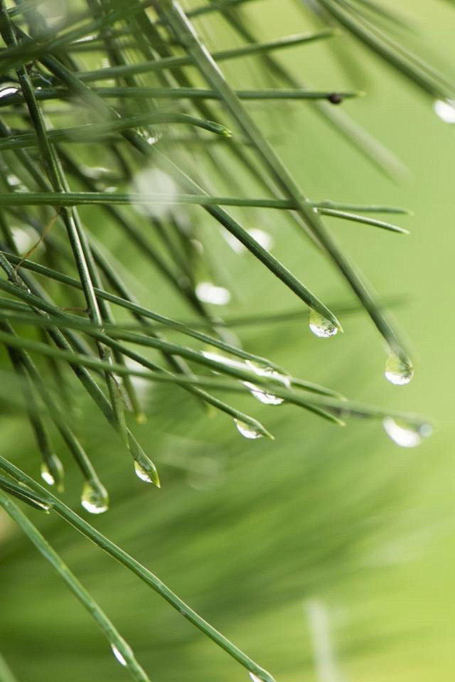 《雨．水》