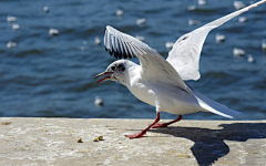 johnalice采集到WHALE&SEA-GULL