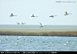 天鹅 天鹅湖 芦苇 起飞,鸟类,动物摄影,摄影,汇图网www.huitu.com