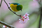 fairy-wren:

blue-naped chlorophonia
(photo by jquental)
