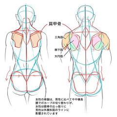 xiaomiguo8采集到人体(肌肉)