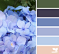 hydrangea hues