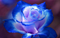 唯美的蓝色玫瑰 幻灯片背景图片下载