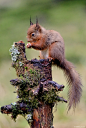 Photograph Red Squirrel by Russell Ellis 